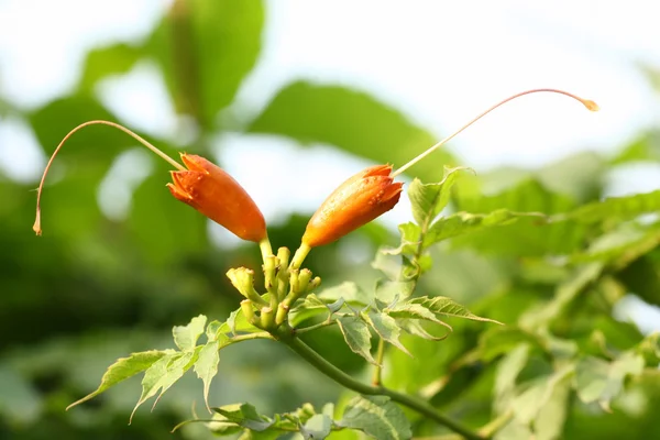 Bourgeon de fleur de plante — Photo