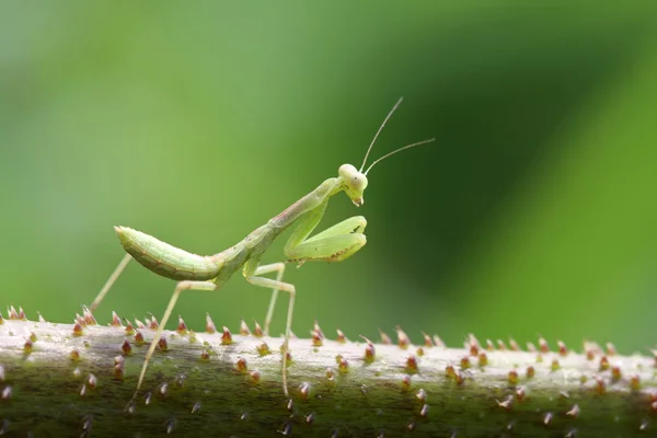 Mantis — Stockfoto