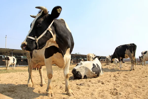 Krávy na farmě — Stock fotografie