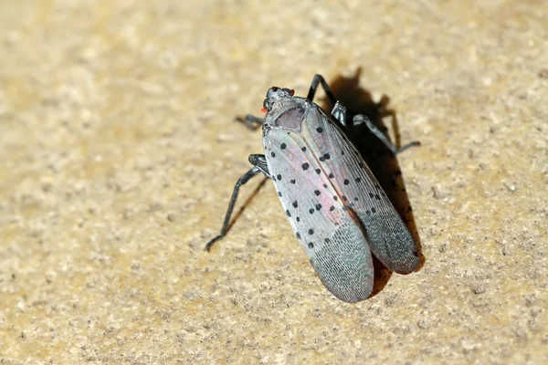 Fulgoroidea έντομα — Φωτογραφία Αρχείου