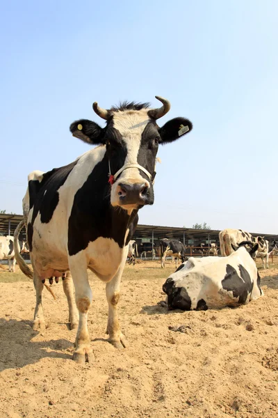 Αγελάδες σε μια φάρμα — Φωτογραφία Αρχείου