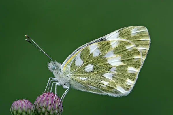 Caractéristiques papillon — Photo