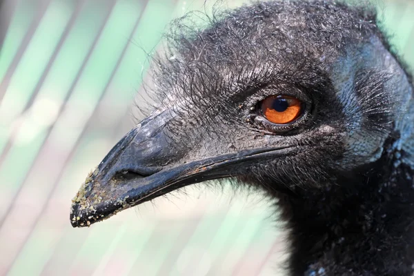 Fechar de Emu — Fotografia de Stock