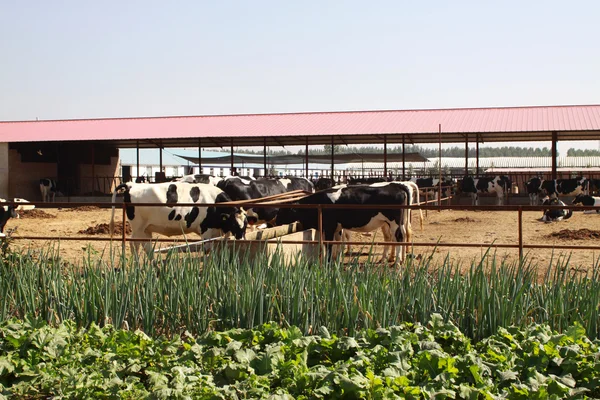 Holstein krávy na farmě v Číně — Stock fotografie