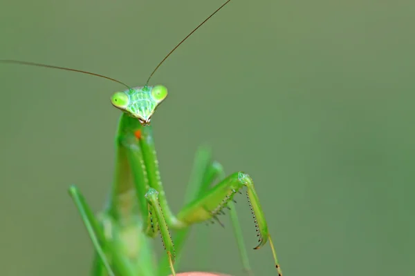 カマキリ — ストック写真