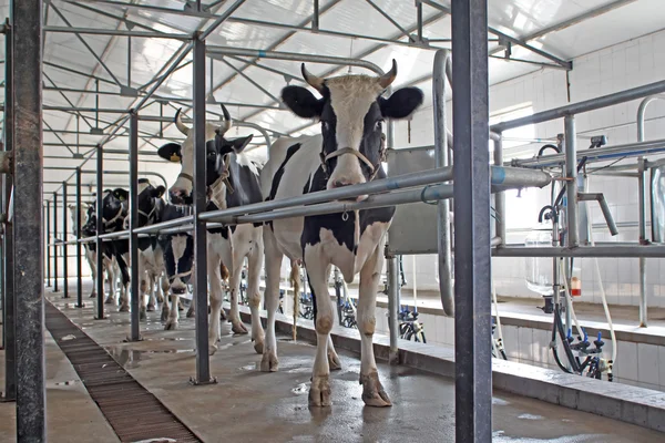 Vacas lecheras en la sala de ordeña — Stok fotoğraf