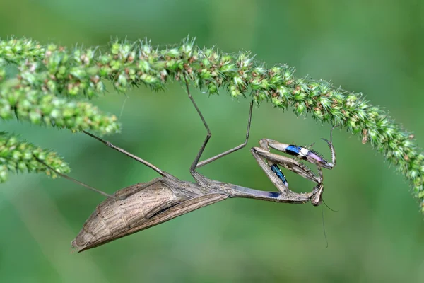 Pregnant mantis — Stock Photo, Image