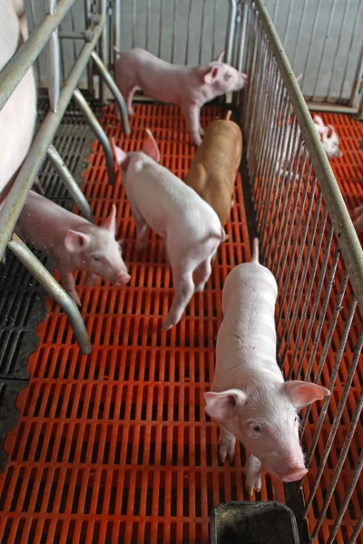 Piglets in the enclosure — Stock Photo, Image