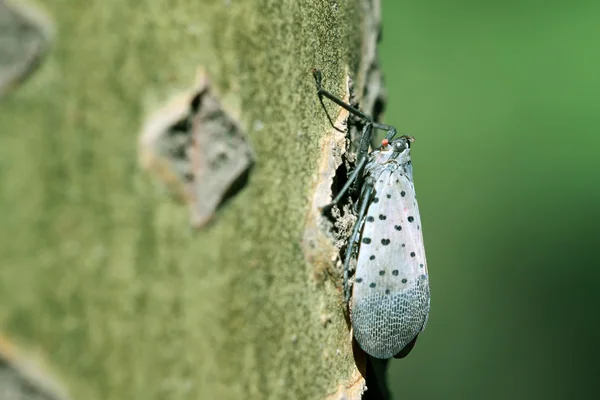 Fulgoroidea 昆虫 — ストック写真