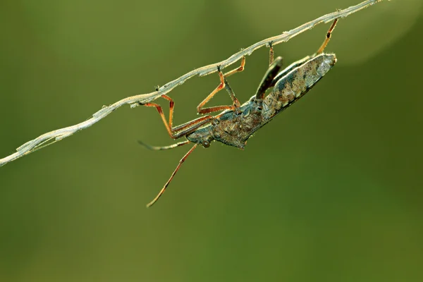 Stinkbug — Φωτογραφία Αρχείου