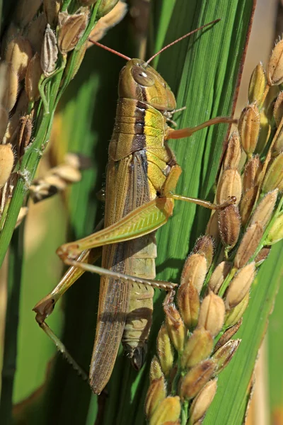 Mating locust — Stock Photo, Image