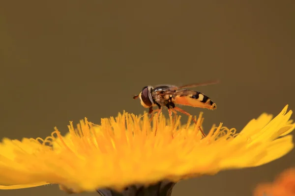 Syrphidae v žluté květy — Stock fotografie