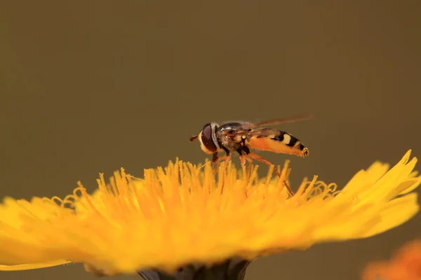 黄色の花でハナアブ — ストック写真