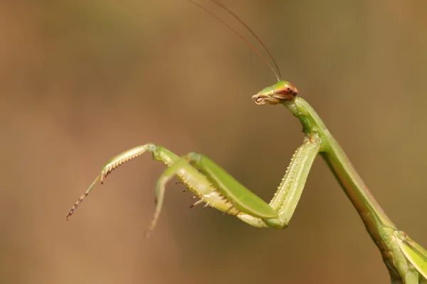 Närbild av mantis — Stockfoto
