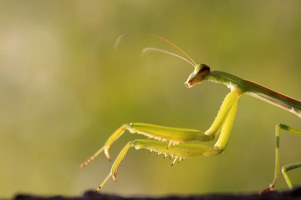 カマキリのクローズ アップ — ストック写真