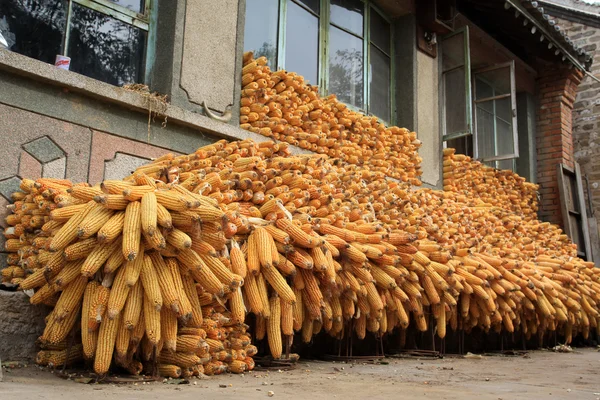 Pila de maíz — Foto de Stock