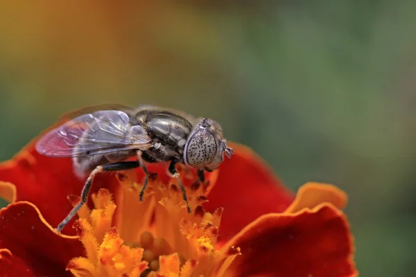 Syrphidae — Stock fotografie