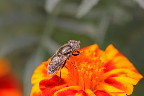 Syrphidae — Stok fotoğraf