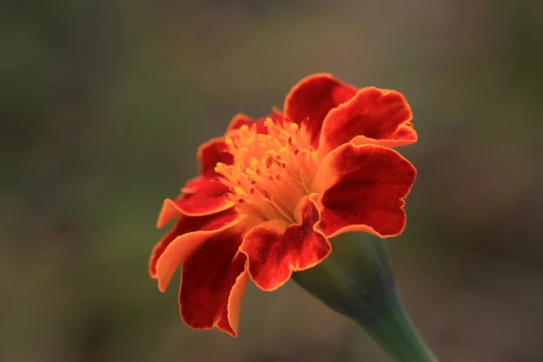 Flores de caléndula —  Fotos de Stock