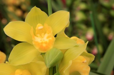 Cymbidium çiçekler