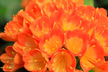 Güney Afrika'da bir kabile lily