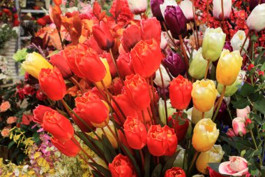 Tulip snijbloem