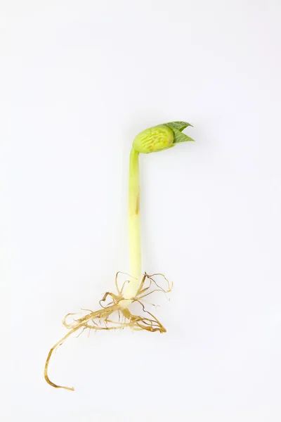 Sprouts — Stock Photo, Image