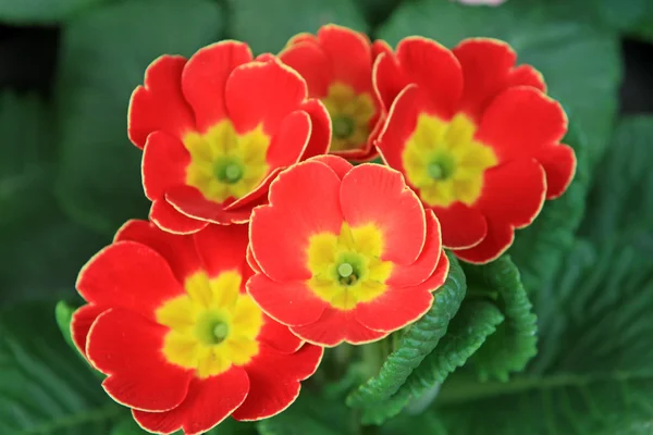 Primrose bloemen — Stockfoto