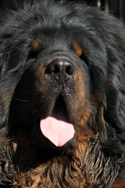 Tibetansk mastiff — Stockfoto