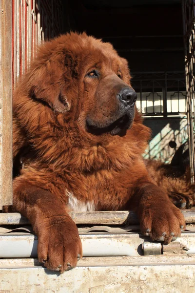 Tibetan mastiff — Stock Photo, Image
