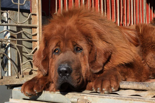 Tibet Mastiff — Stok fotoğraf