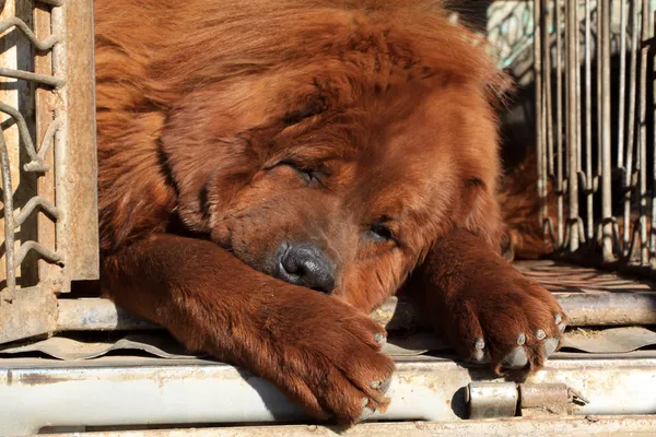 Tibetan mastiff — Stock Photo, Image