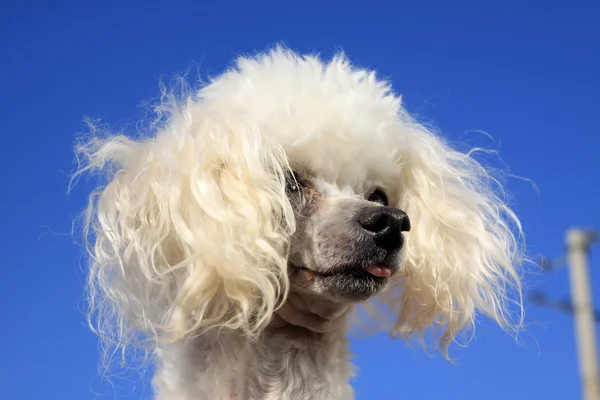 Perro mascota — Foto de Stock