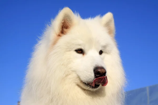 Samoyed — Stock Photo, Image