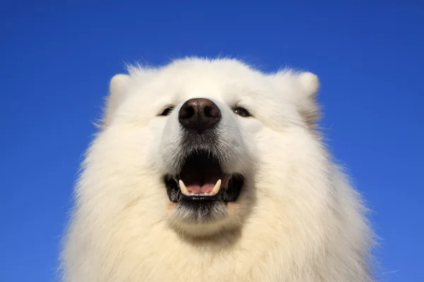 Samoyed — Stock Photo, Image