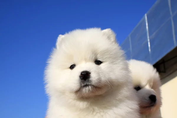 Samoyed — Stock Photo, Image