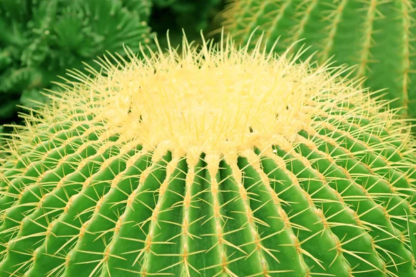 Echinocactus grusonii — Stock Photo, Image