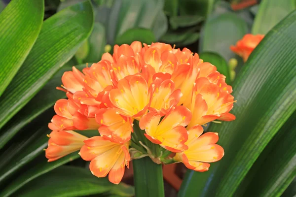 Kaffir lily — Stock Photo, Image