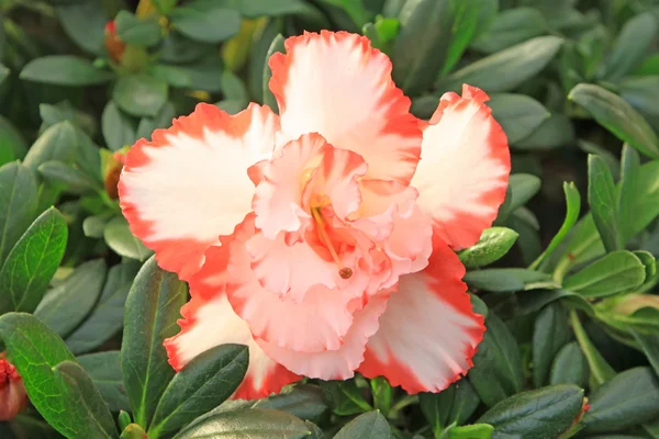 Flores de rododendro — Foto de Stock