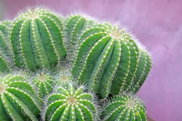 Cactus plants — Stock Photo, Image