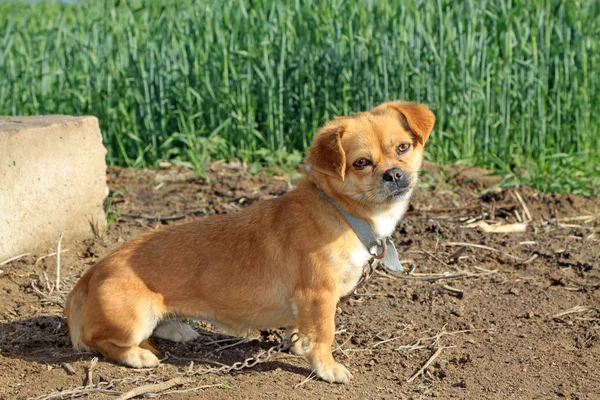 Un chien debout près du champ de blé — Photo