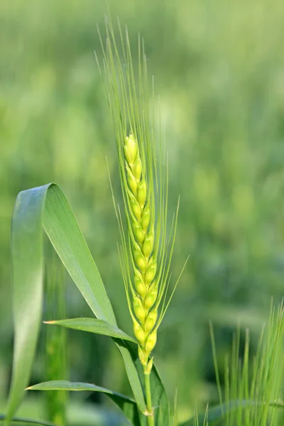 Wheat — Stock Photo, Image