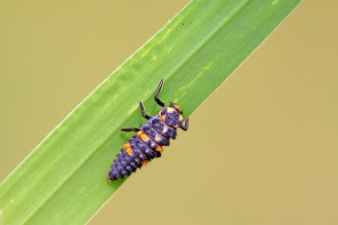 Harmonia axyridis larven