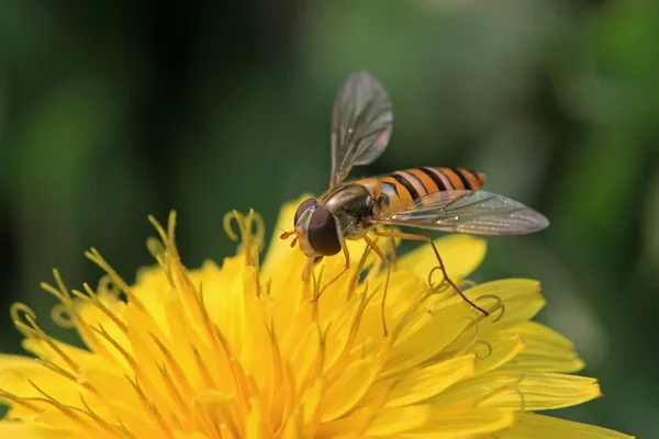 Syrphidae insecten — Stockfoto