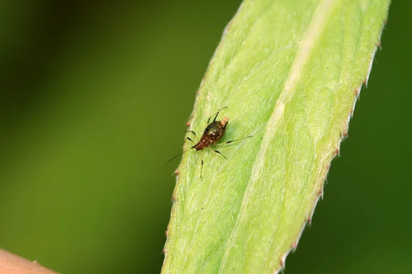 Aphid on a green leaf — Stock Photo, Image