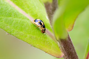 Yeşil yaprakta uğur böceği