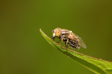 syrphidae böcekler