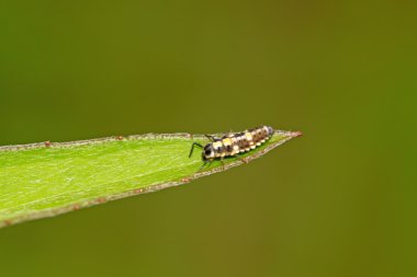 uğur böceği larvası