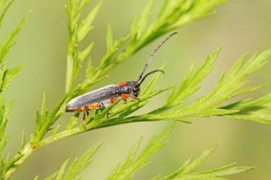 Coleoptera cerambycidae böcekler