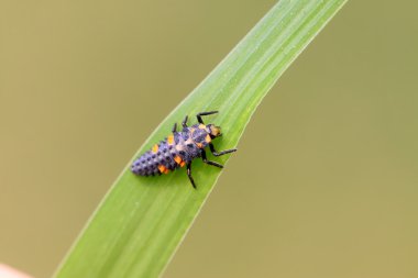 Harmonia axyridis larvae clipart